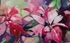 146 Poinsettia's