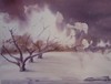 188 Wageningen Frosty Appletrees bij Entomology